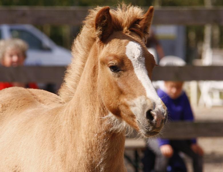 Gabriel von Heidmoor c.jpg